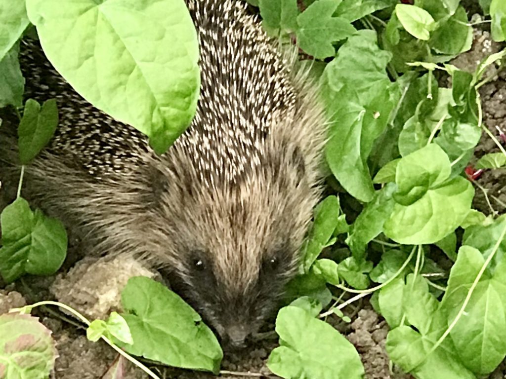 hedgehog in the foliage