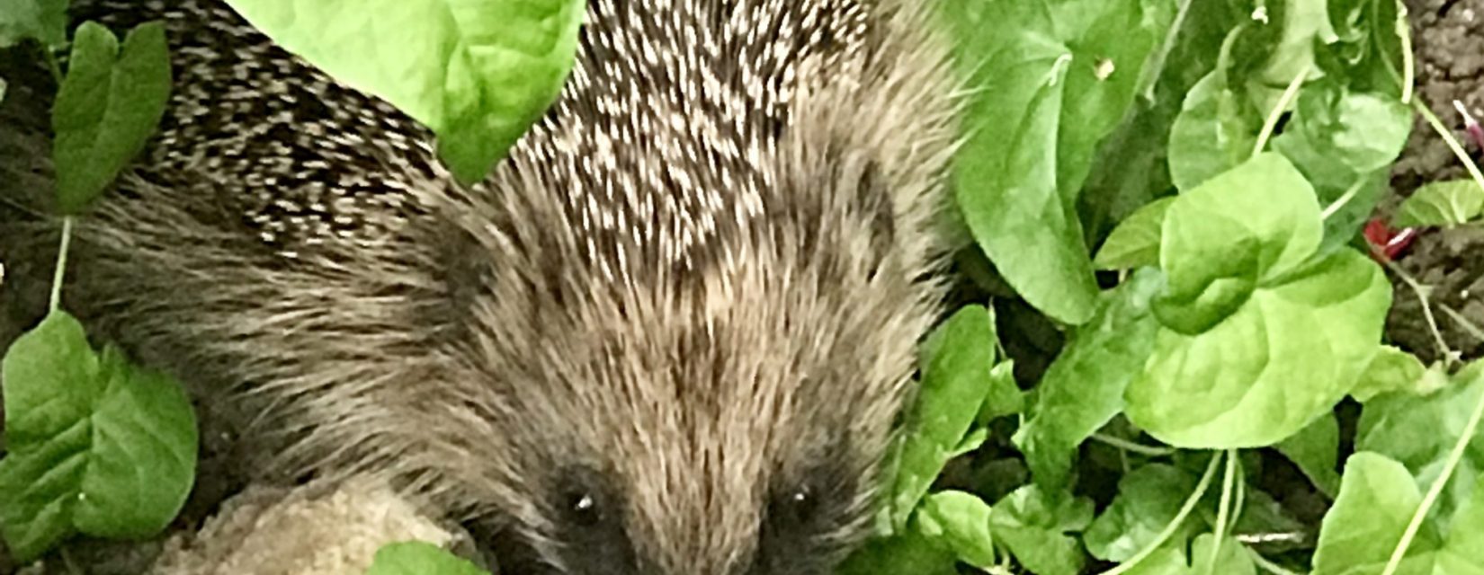 hedgehog in the foliage
