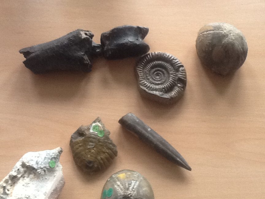 shells