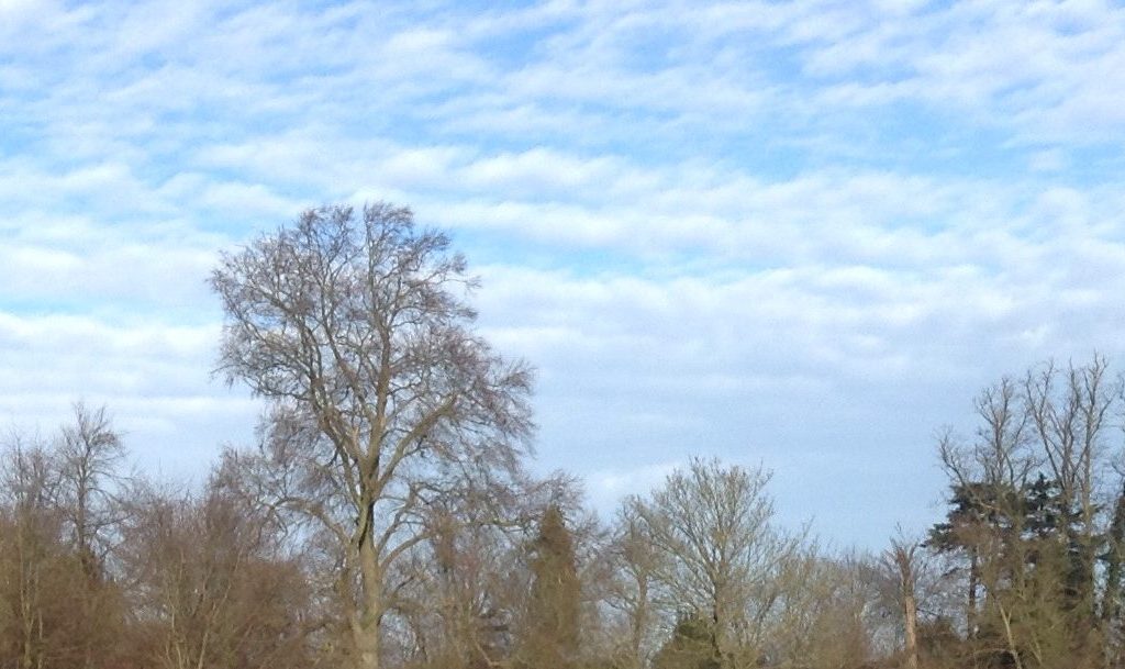 blue cloudy skies and winter tress