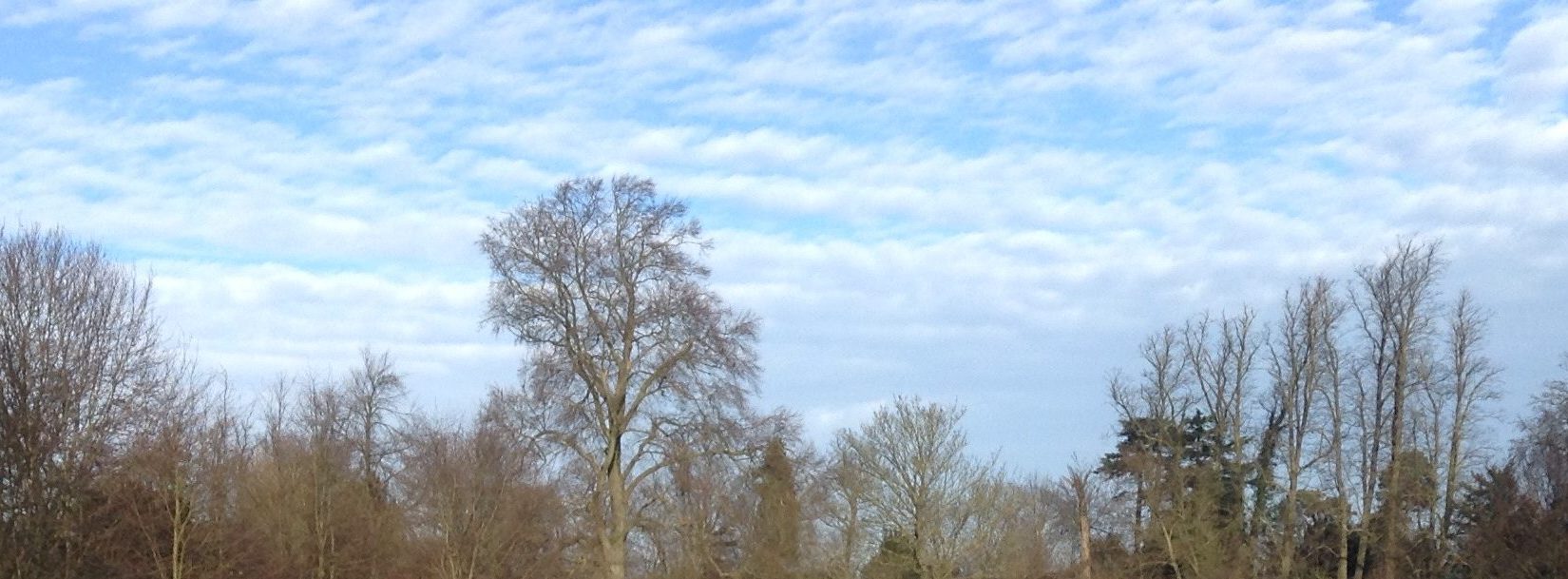 blue cloudy skies and winter tress