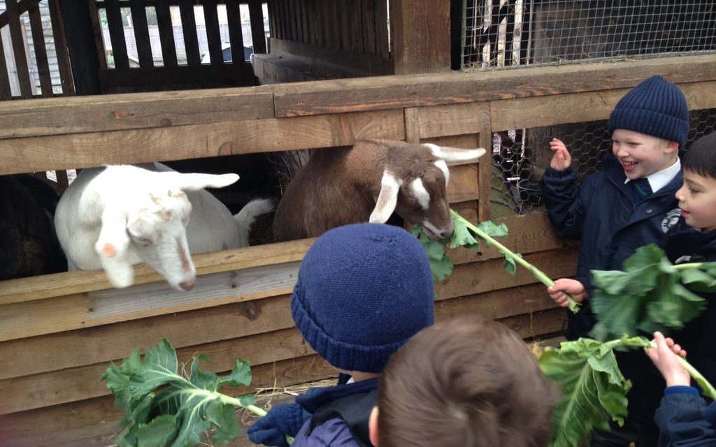 students feeding goats