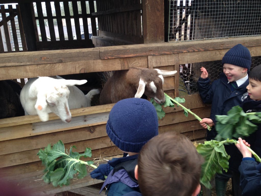 students feeding goats