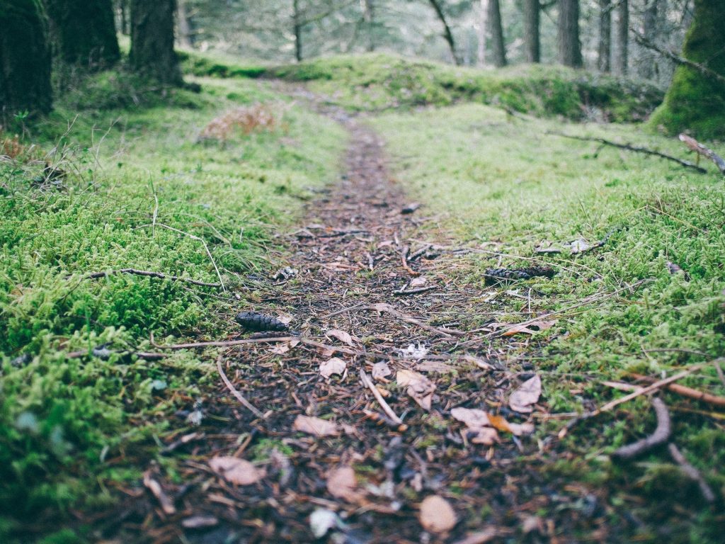 woodland path