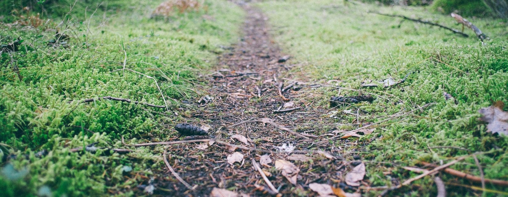 woodland path