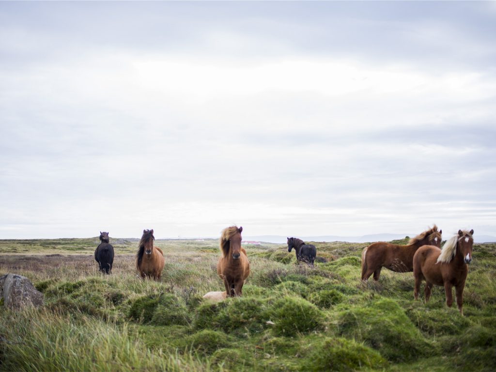 horses on a field