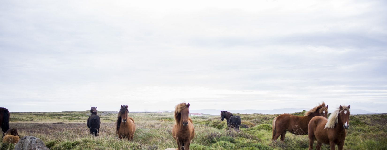 horses on a field