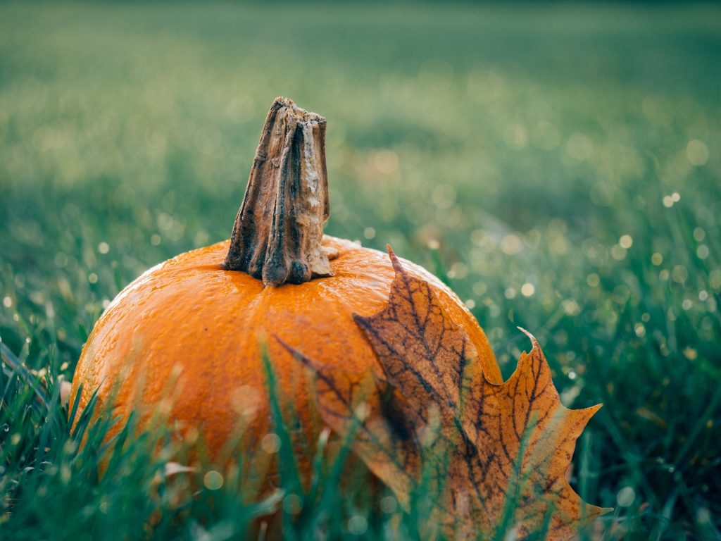 Pumpkin in the grass