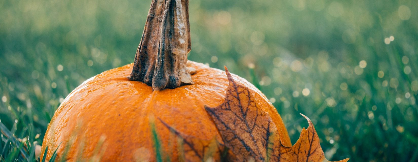 Pumpkin in the grass