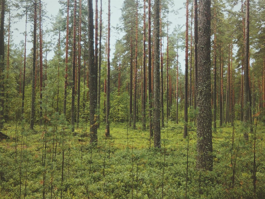 woods