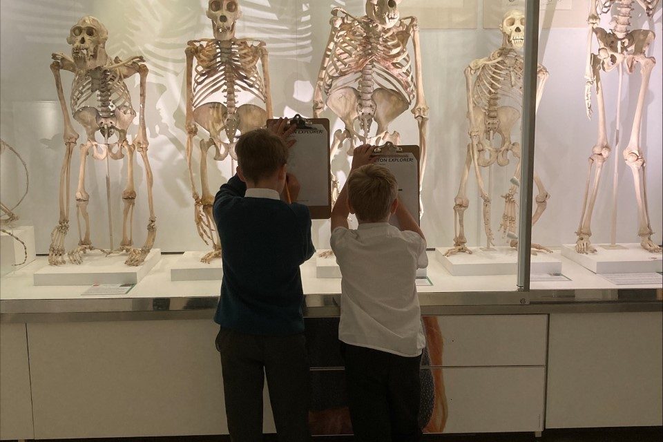 children taking notes on skeletons