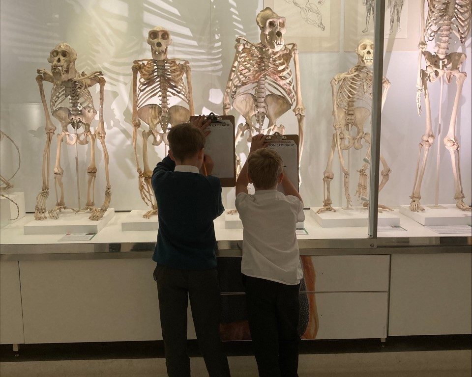 children taking notes on skeletons